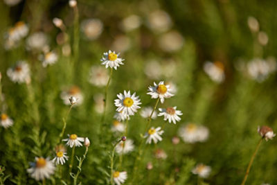 Native Seed Centre