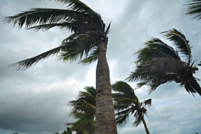 Cyclone winds blowing trees