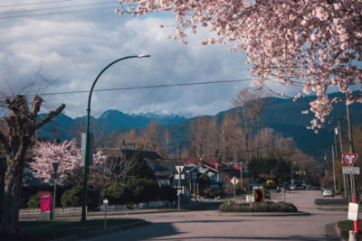 Vancouver cherry blossoms in the spring