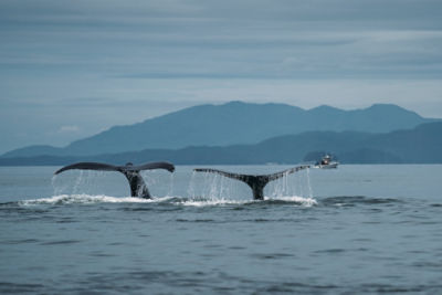 Humpback whales