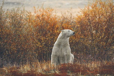 manitoba canada polar bear