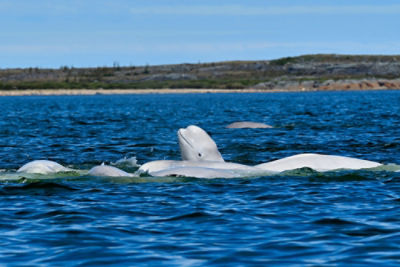 manitoba whales