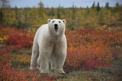manitoba polar bear