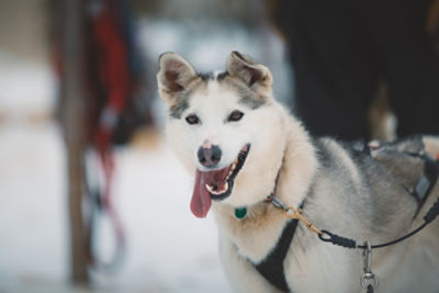 manitoba husky