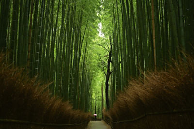 The Arashiyama Bamboo grove near Kyoto