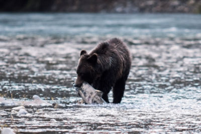 A grizzly bear in a lake with a fish in its mouth.