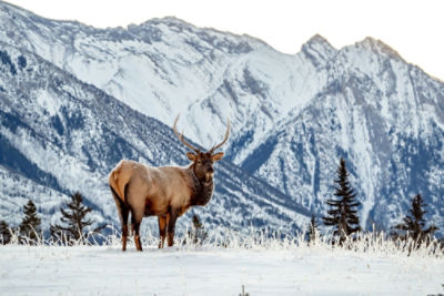 deer in snow in canada