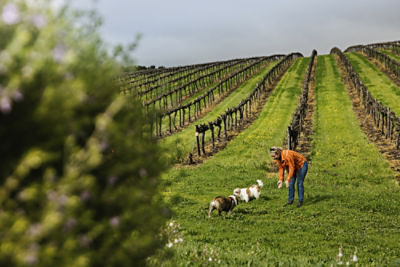 Corrina Wright with two dogs in a vineyard.