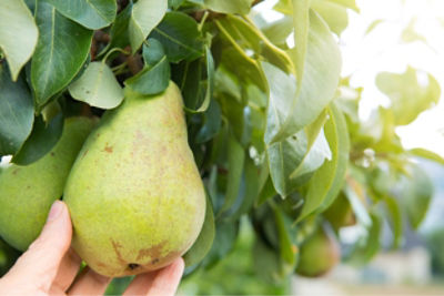 picking a plant from a tree