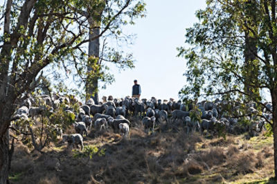 Natural capital, such as trees on farms, can improve the overall performance of Australian livestock operations. Photo credit: Rachel Lenehan