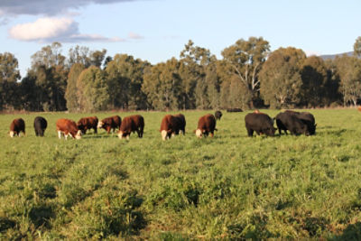 Regional landscape with rolling grass hills, a small lake, trees and a clear sky