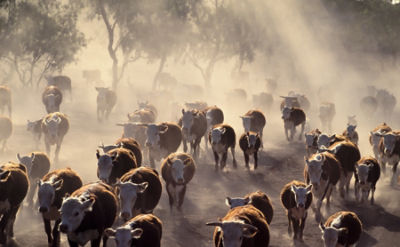 Hereford cattle travelling in a dusty paddock. Credit: Adobe Stock