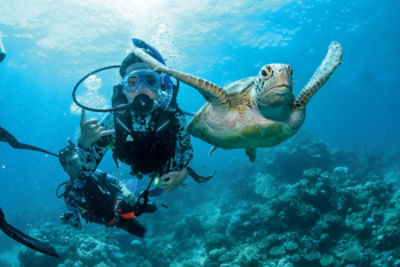 person snorkeling with turtle