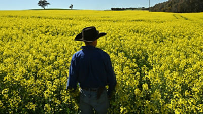 Farm manager Matt Cummins in a field of canola crops near the New South Wales town of Harden, 350 km south west of Sydney, Tuesday, September 20, 2022. (AAP Image/Mick Tsikas)