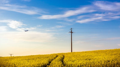 A crop of canola with a plane flying overhead. Image: Adobe stock.