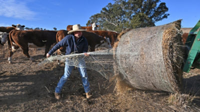 Farmer Paul Manwaring unwraps a fresh hay bale to hand feed his cattle on his farm, near Cootamundra, NSW, Tuesday, May 13, 2025. Cootamundra is one of the few places in NSW that is officially declared in drought, while much of Victoria. South Australia and Tasmania are also in drought. (AAP Image/Mick Tsikas)