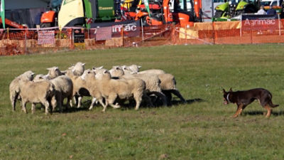 A farm dog rounding up sheep at the Sheepventon Victorian Farm Dog Trial