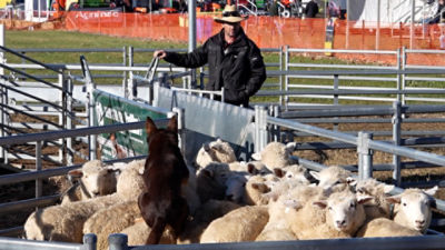 Joe Spicer running his dog at the Sheepvention Victorian Farm Dog Championship.