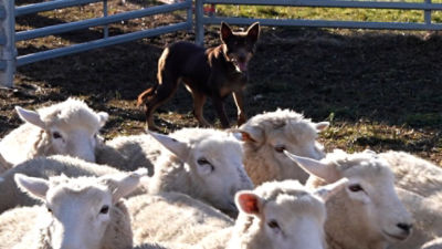 A farm dog competing in the trials at Sheepvention in Hamilton, Victoria. Picture: CommBank Newsroom