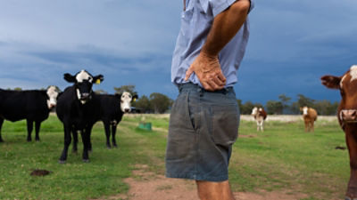 Weathered farmer with hands on hips looking at cattle with storm clouds incoming By Austockphoto