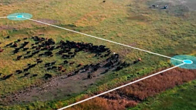 An illustration of cattle being penned by virtual fencing. Credit supplied - Halter