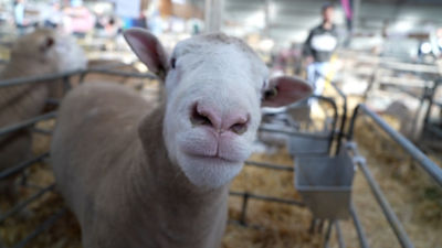 A sheep looking at the camera. 