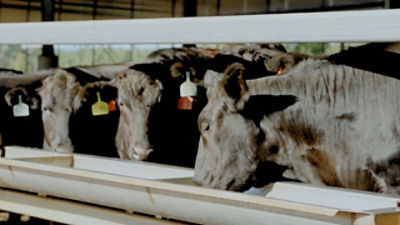 Wagyu cattle in a feedlot