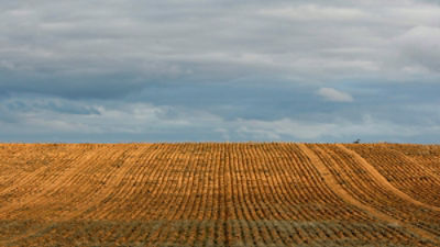 A view of a field planted with its winter cereal crop 425 km (264 miles) northwest of Melbourne May 20, 2008. Farmers have been working 24 hours a day to harvest their crops before winter starts. Picture taken May 20, 2008. REUTERS/Mick Tsikas
