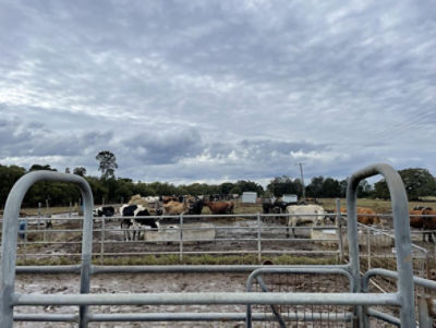 Cows on rain-soaked field
