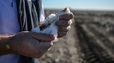 Cotton field