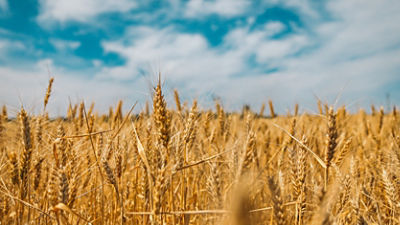 Wheat field